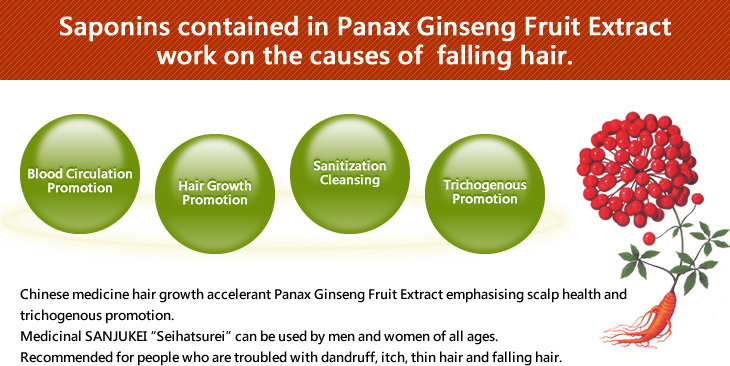 Saponins contained in Panax Ginseng Fruit Extract work on the causes of  falling hair.