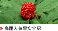 オタネニンジン果実とは