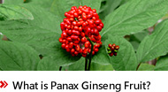 What is Panax Ginseng Fruit?