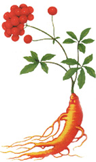 Panax Ginseng Fruit